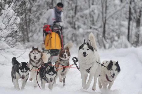 Рождественские покатушки в собачьих упряжках в Москве